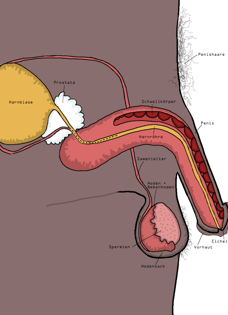 Ist die peniswurzel wo Klitoris stimulieren: